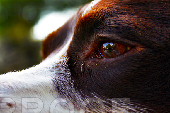 Eye in Profile 19