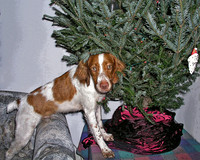 tree in the house