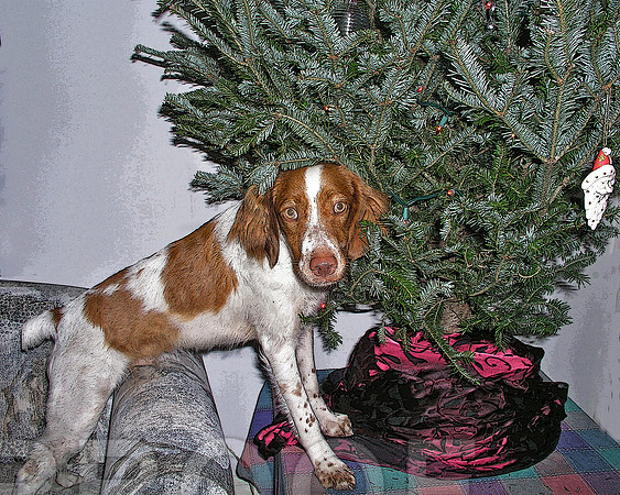 tree in the house