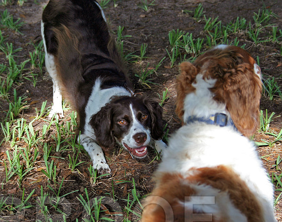 Play Bow