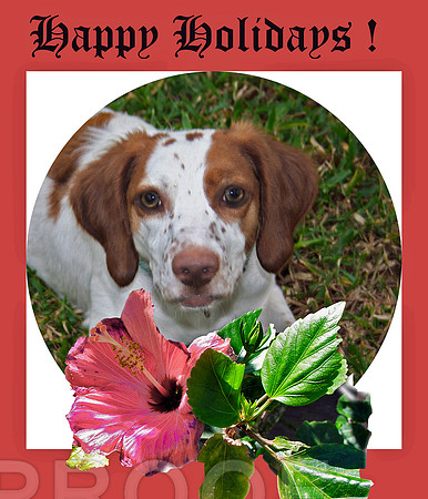 Happy Holidays