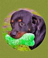 Share my Toy