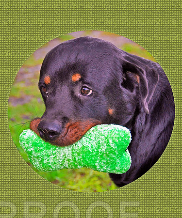 Share my Toy