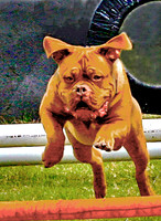 ps Mastiff Relay