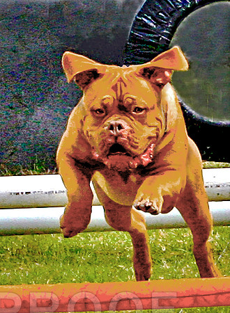 ps Mastiff Relay