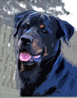 Rottweiler