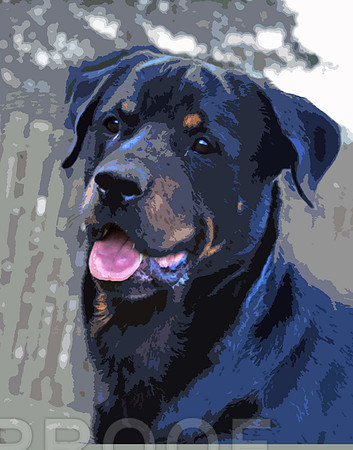 Rottweiler