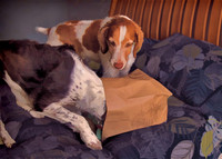 paper bag sim 0042