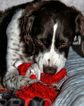 jen and toy chrismas 2012-2.