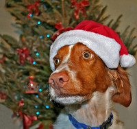 Thoughtful christmas 35