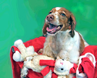 Sonny happy w toy2659