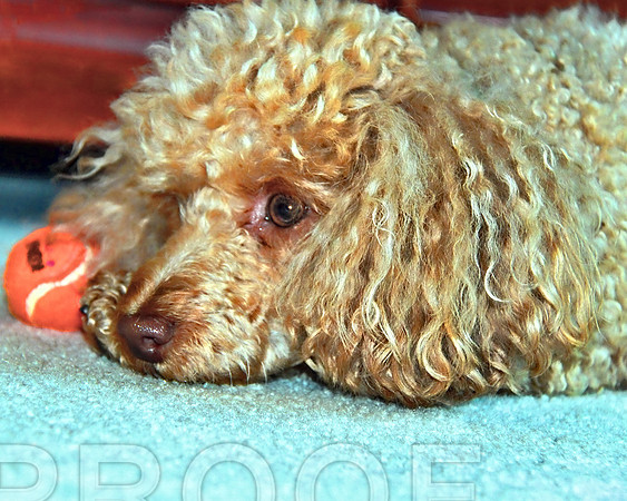 Ready for a Nap Poodle 358