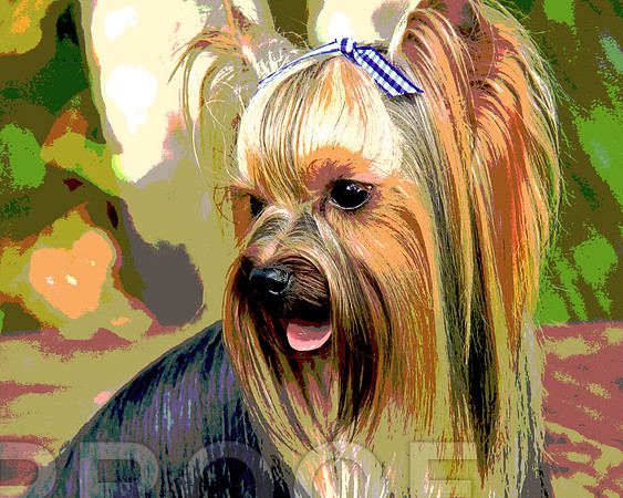 Stylized Yorkie 071