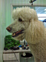 Grooming Poodle