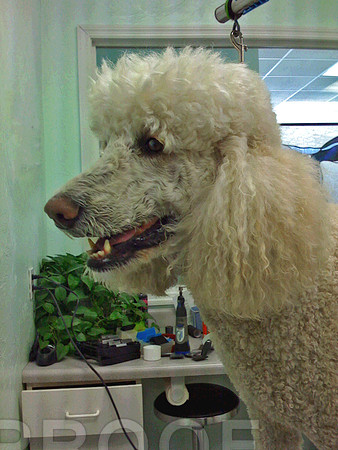 Grooming Poodle