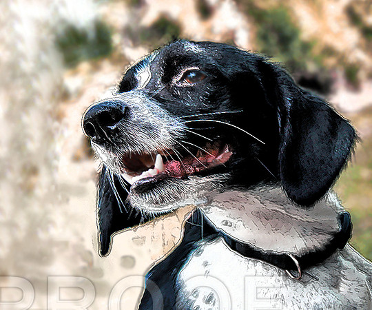Spaniel Mix 083