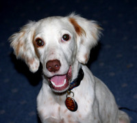 English Setter Pup
