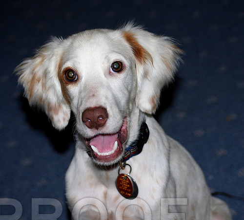 English Setter Pup