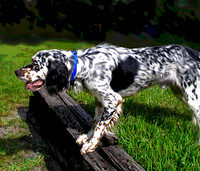 setter