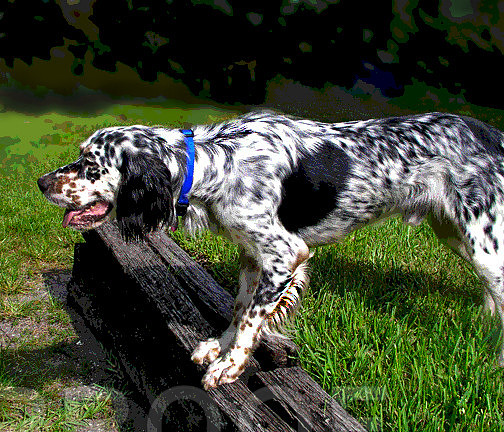 setter