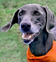 Greyhound/Wiemer  Mix
