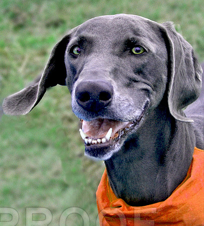 Greyhound/Wiemer  Mix