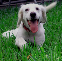 English Setter