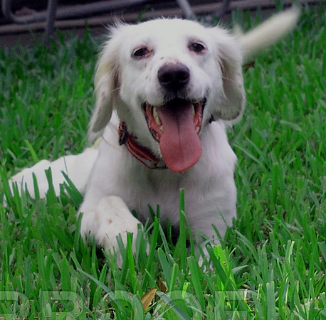 English Setter