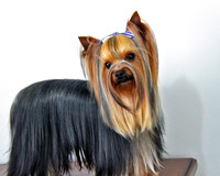 Static Stay Yorkie 149
