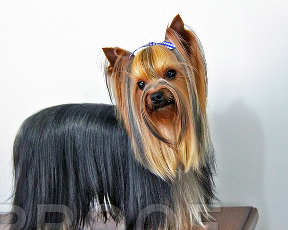 Static Stay Yorkie 149