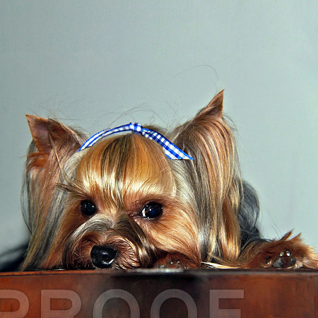 Pure Allure Yorkie  185