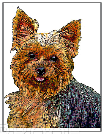 A stylized Yorkie
