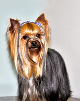 Picture Perfect 8 x 10 Yorkie 118