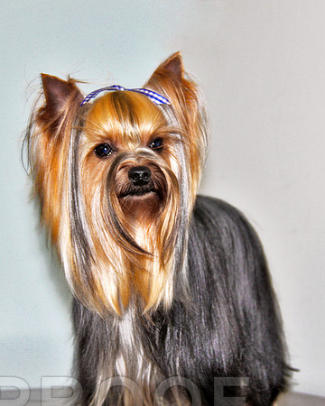 Picture Perfect 8 x 10 Yorkie 118
