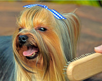 Grooming OK 077