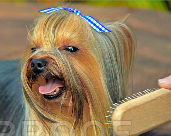 Grooming OK 077