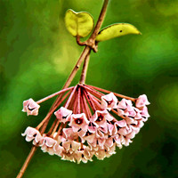 Red and Pink Flowers