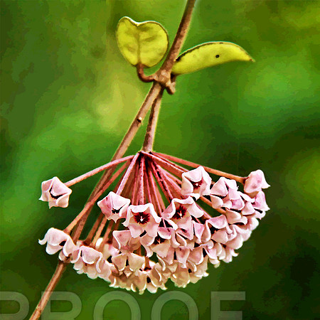 flower pink 2101 pstr