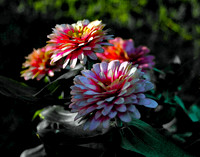 Zinna Watercolor 7328