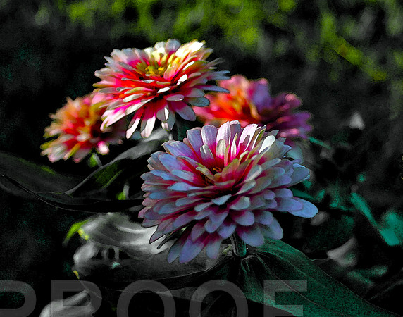 Zinna Watercolor 7328