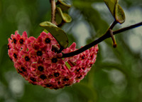flower red 2113