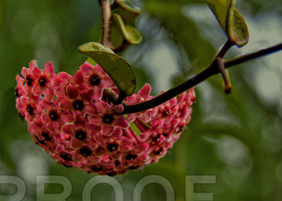 flower red 2113