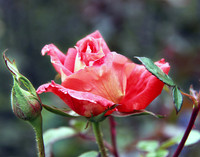 bg 2041 Rose