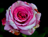 bg 2039 Rose