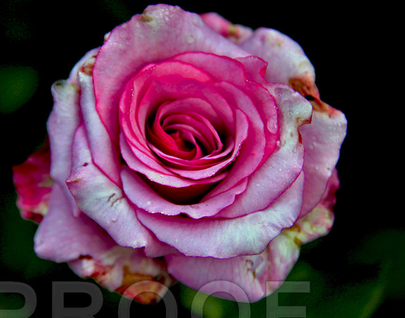 bg 2039 Rose