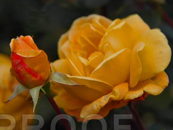 bg 2047 Rose and Bud