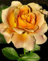 Rose Unrivaled