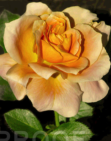 Rose Unrivaled