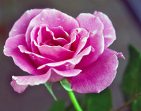Rose PInk 1480