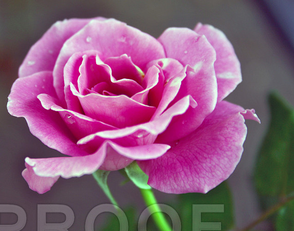Rose PInk 1480